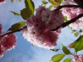 DSC00019.jpg