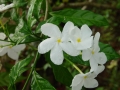 DSC04872.jpg
